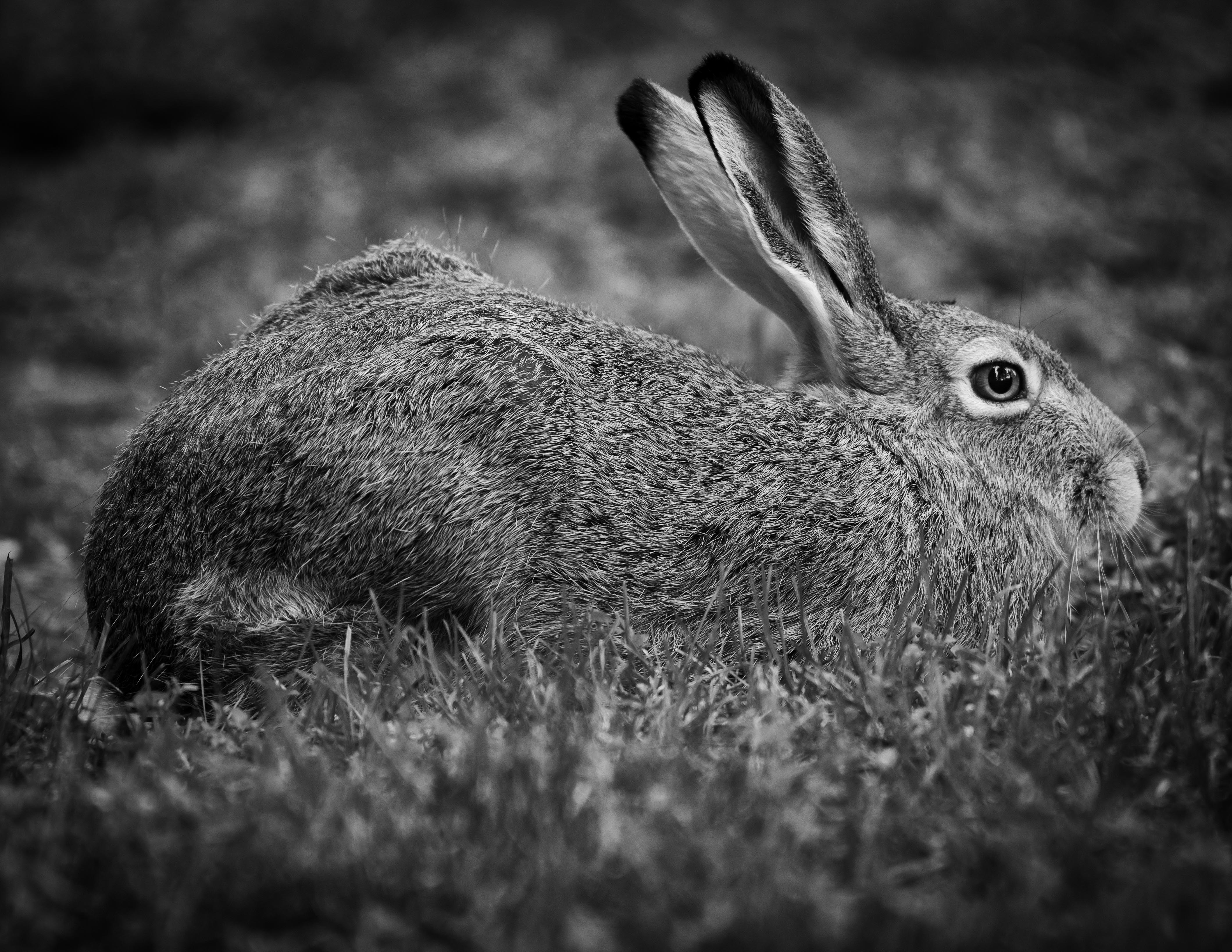DSC_9244-Edit.JPG
