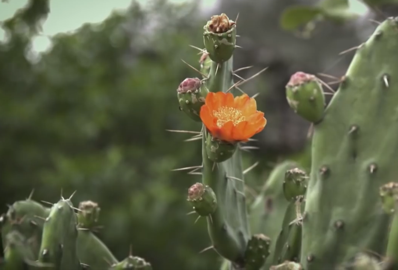 02.-Los-insectos-del-bosque-flores.png