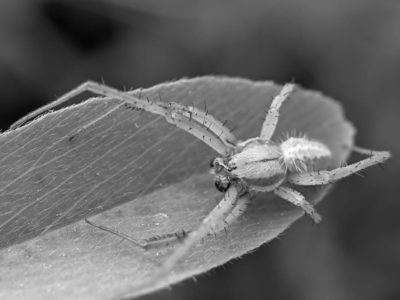 spider (10).jpeg