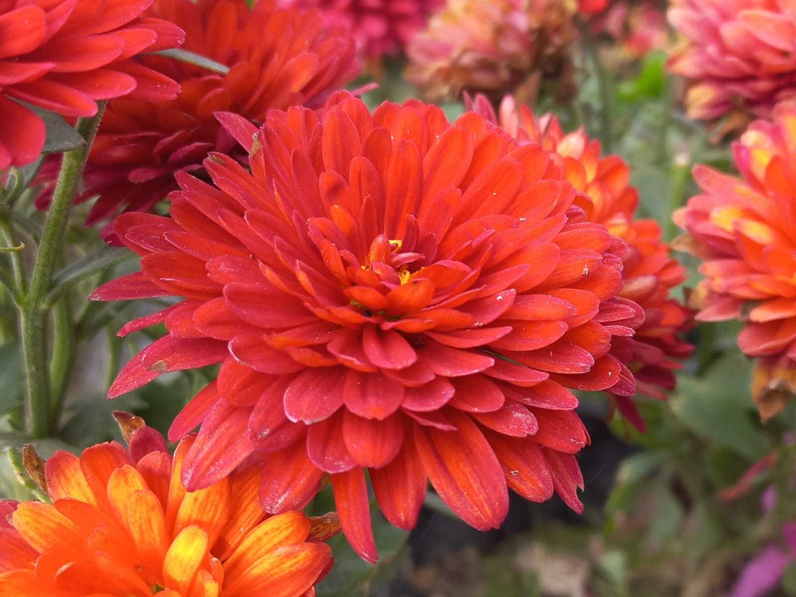 Chrysanthemum × morifolium Photogaphy