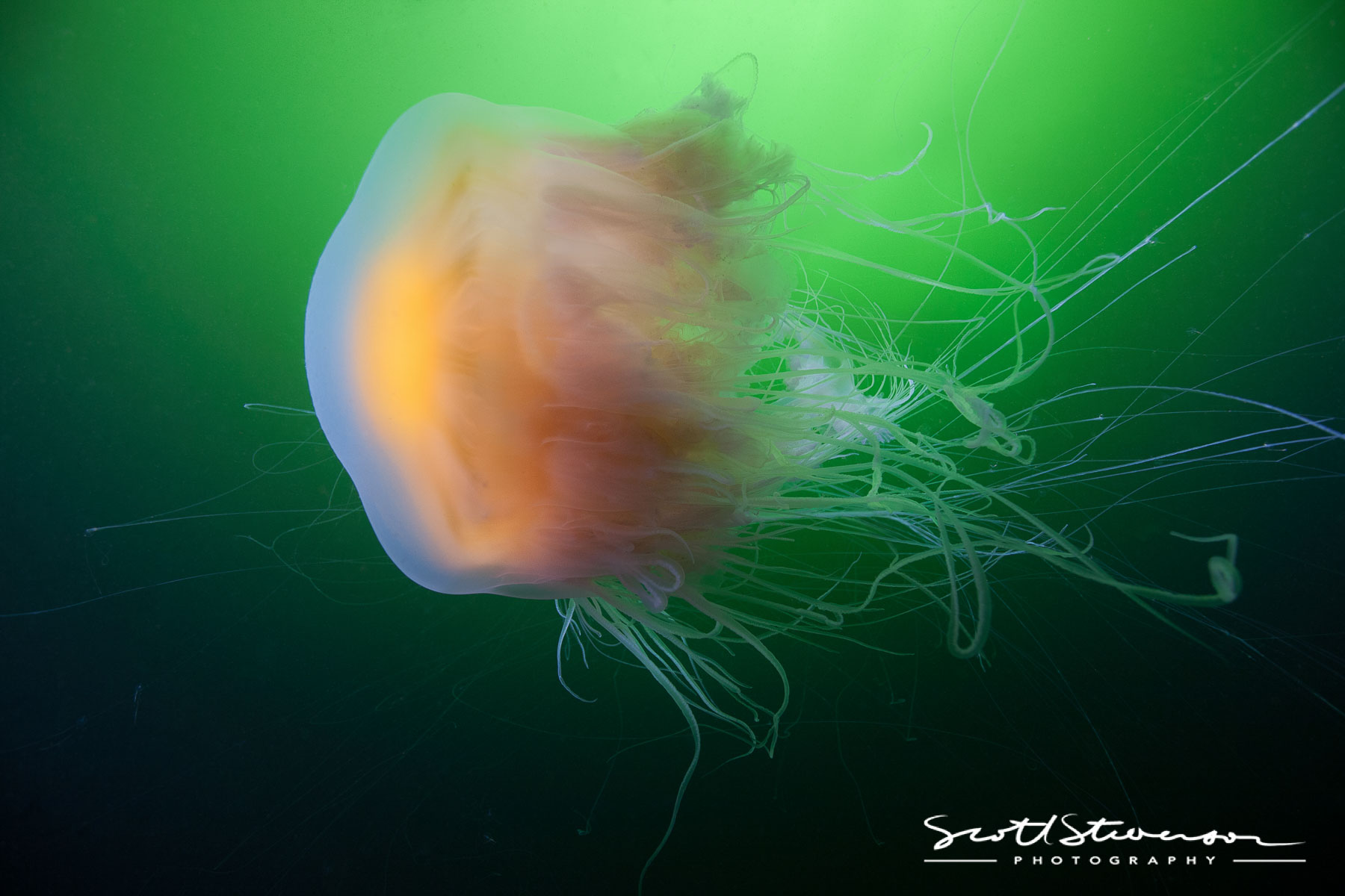 Fried Egg Jellyfish-4.jpg