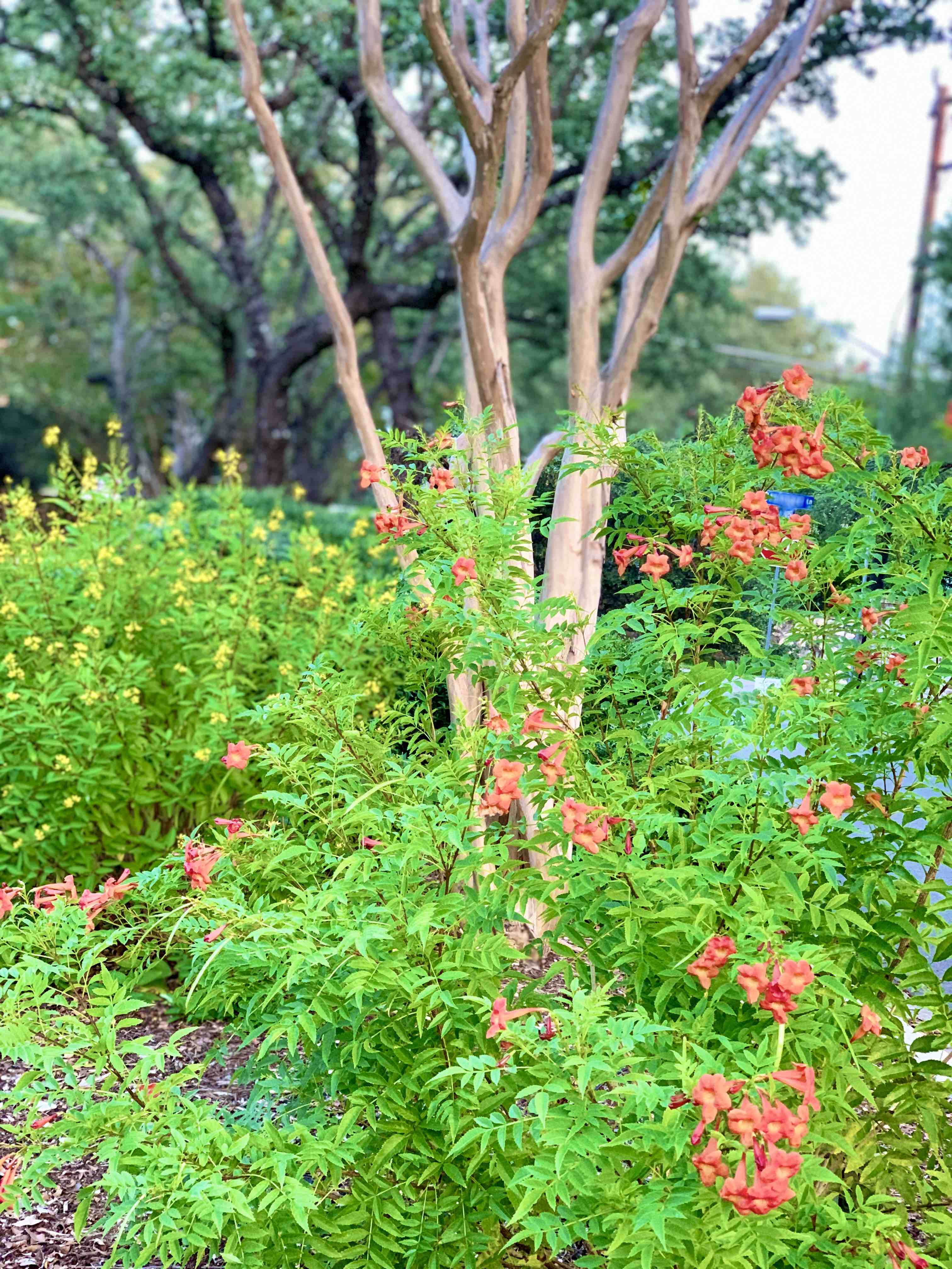 reddish-orange flowersjpg.jpg