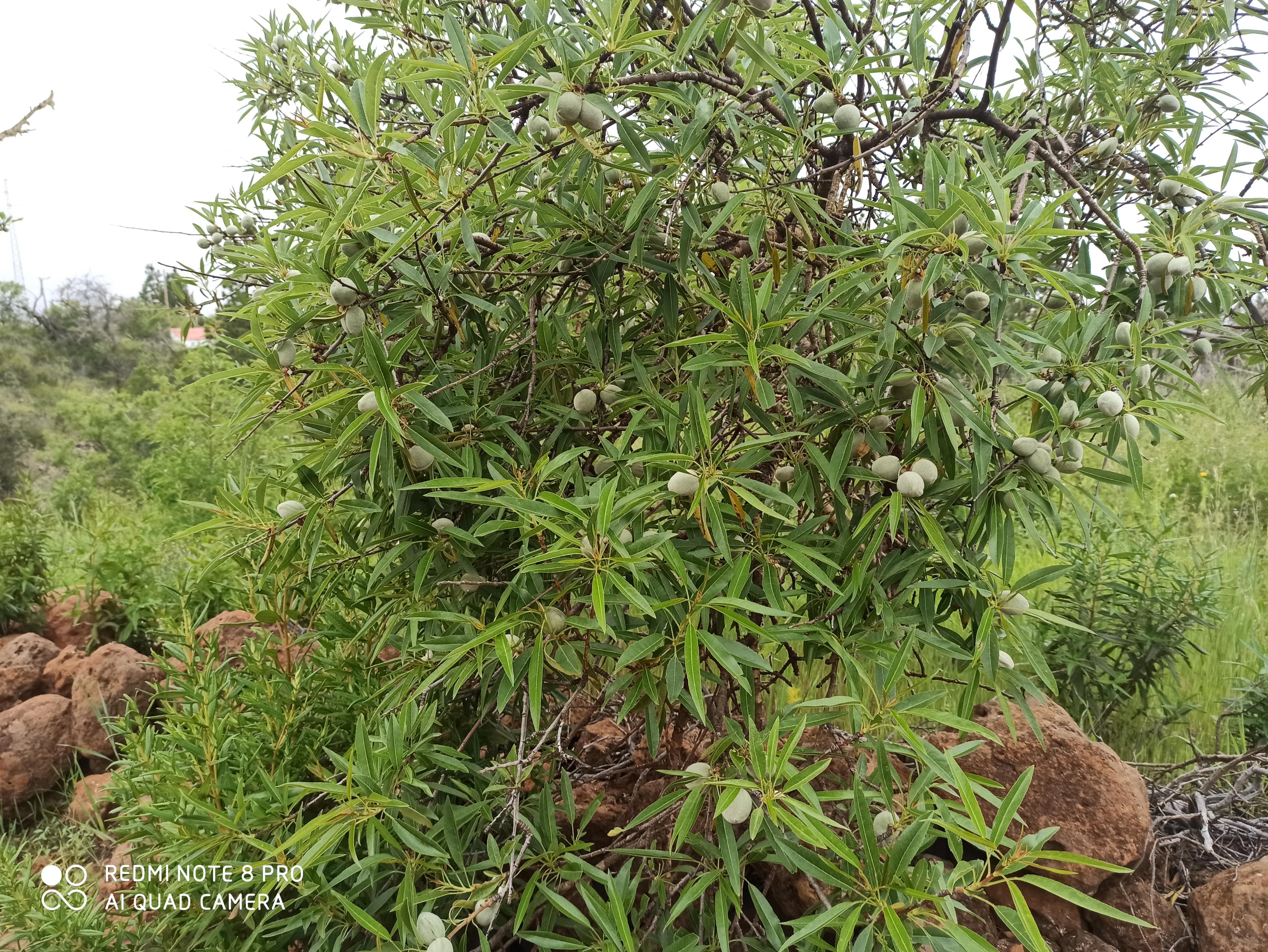 Almond tree 2.jpg