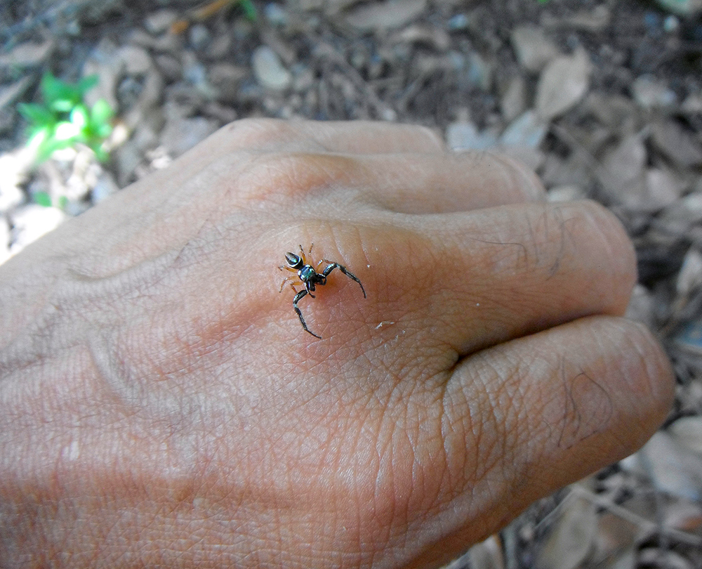 Three jumping spiders - Tres arañas saltarinas. — Hive