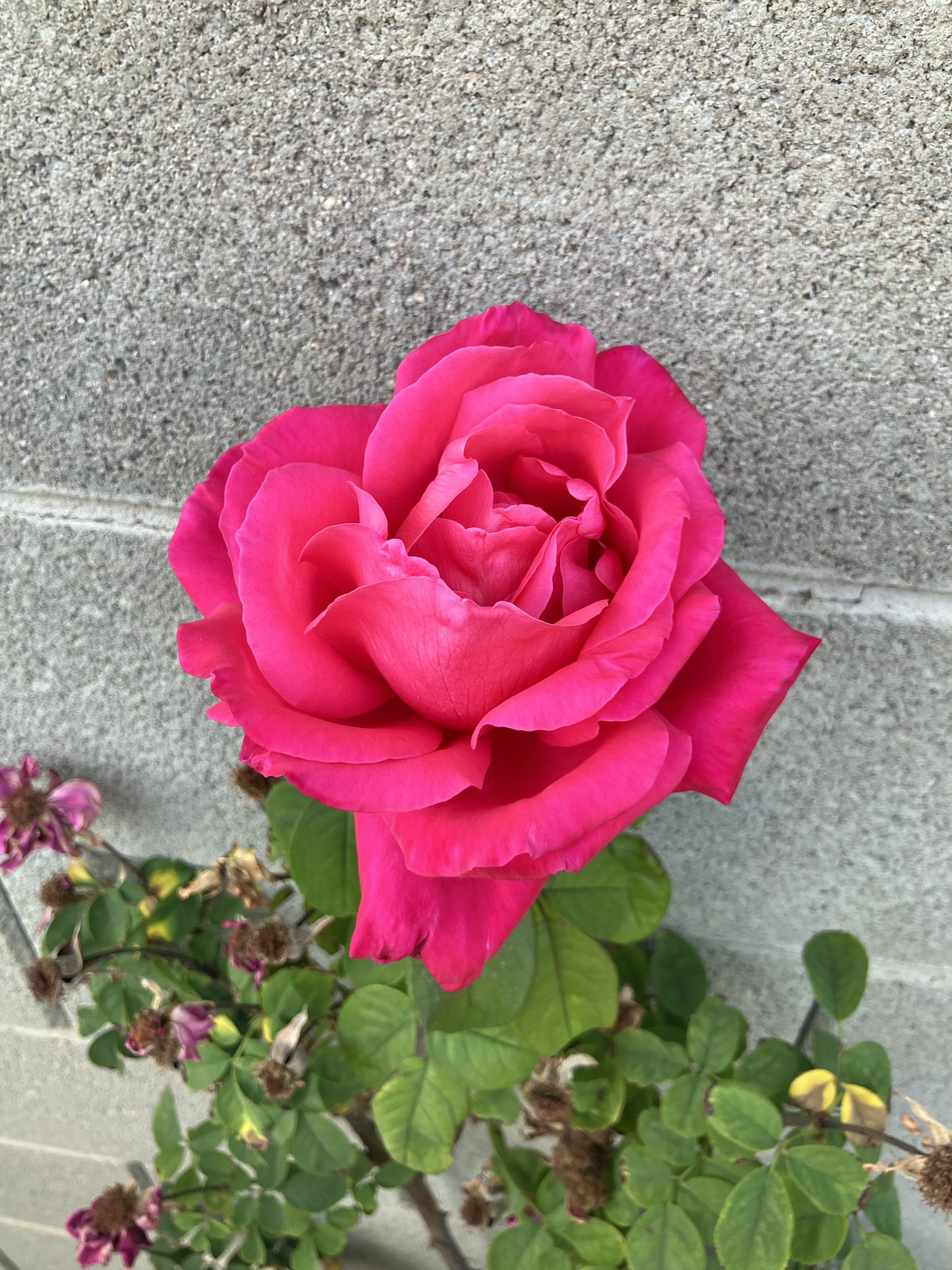 IMG_0907.jpeg