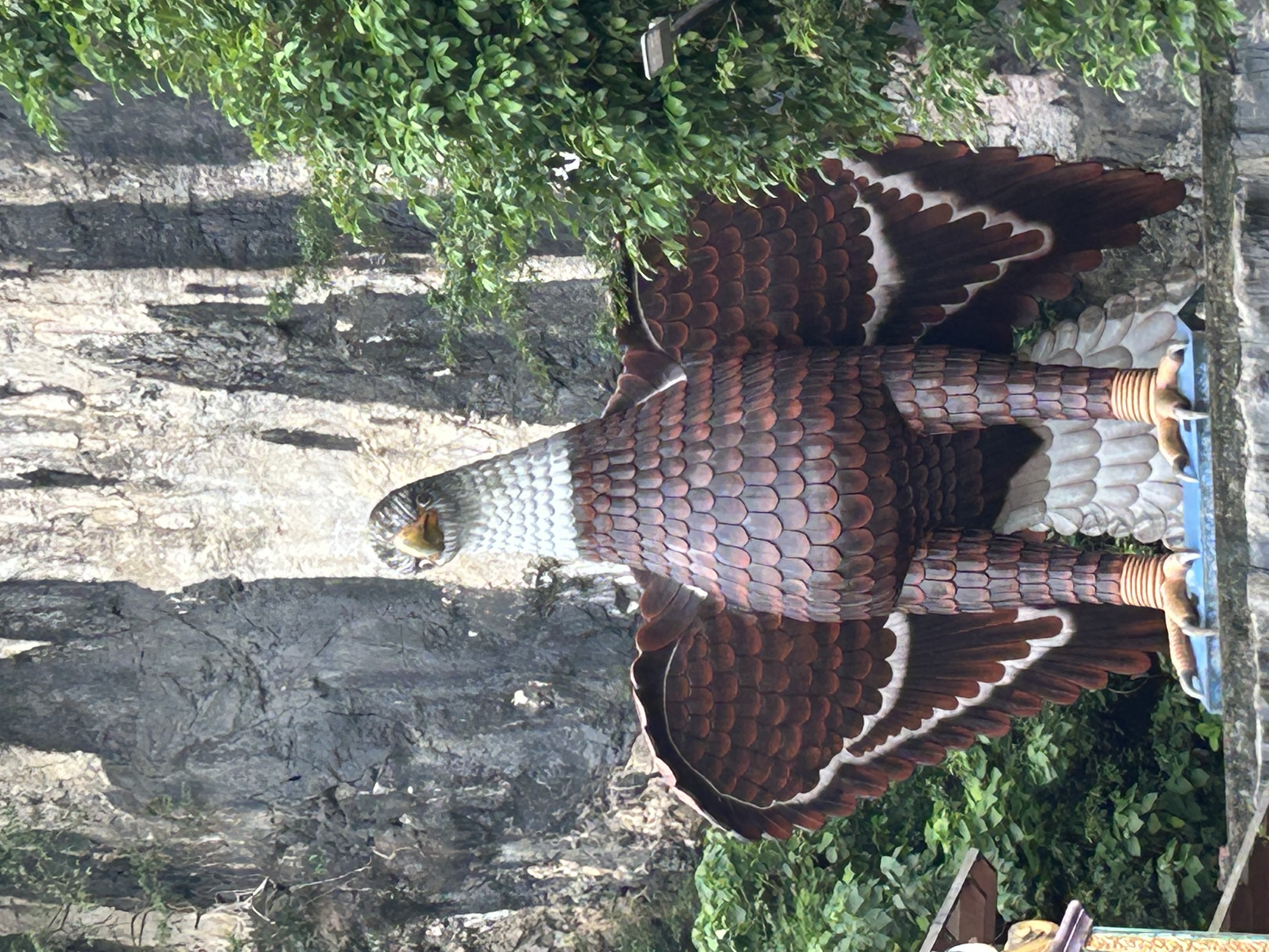 IMG_2923.jpeg