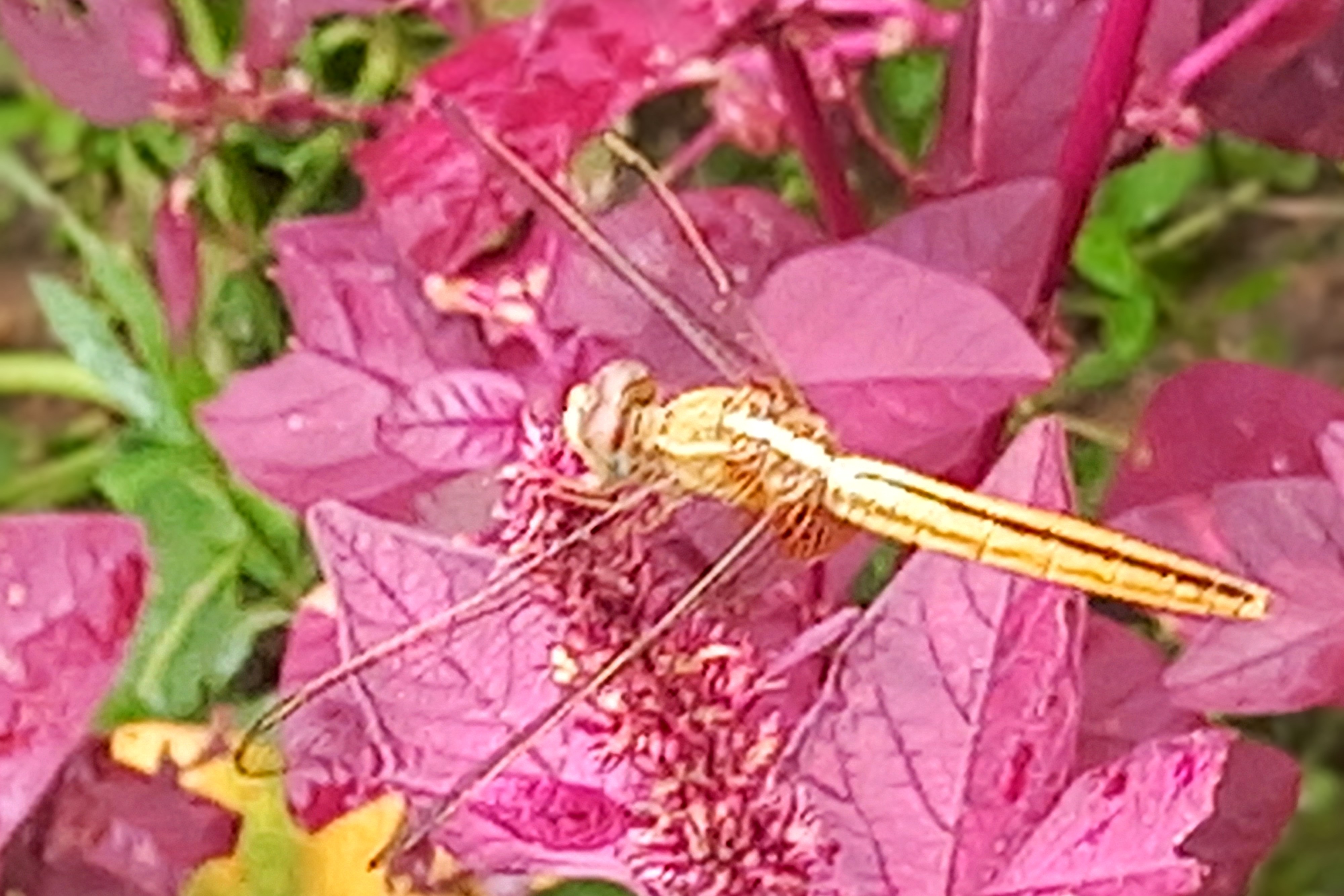 20250728_132024~2.jpg