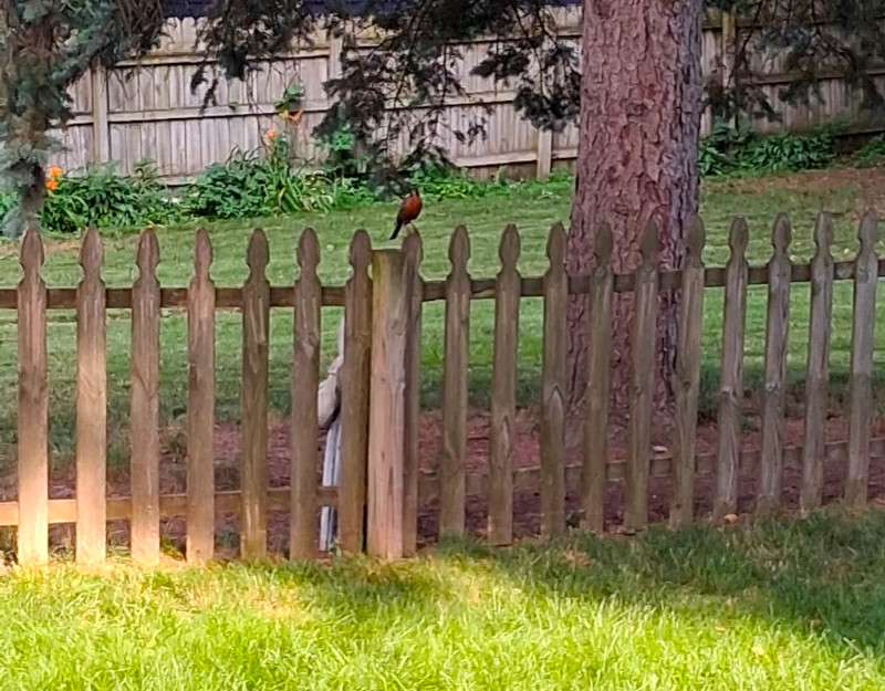 bird.jpg