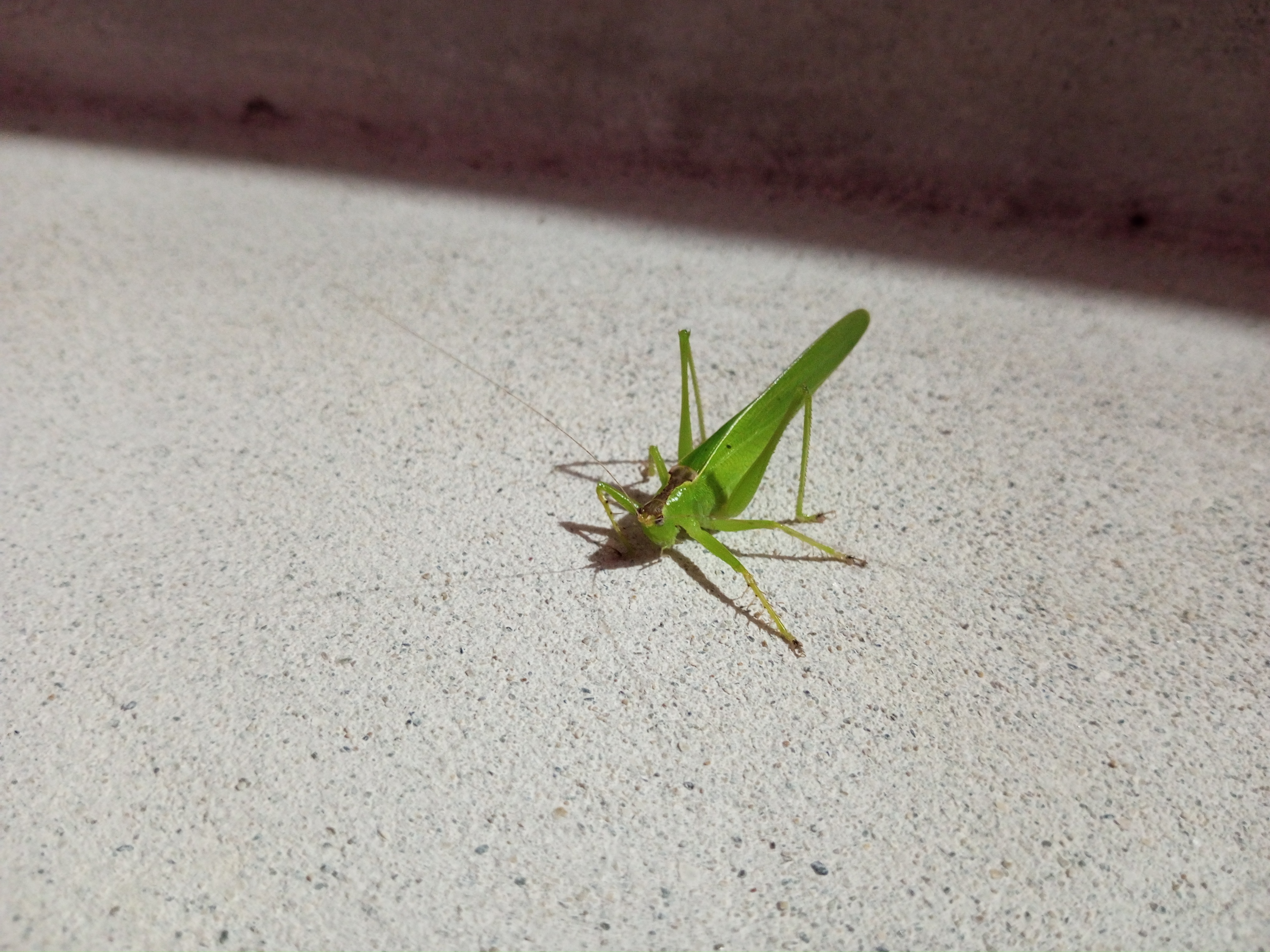 IMG_20241018_191201_518.jpg