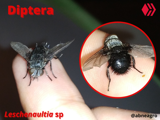 Automeris cf. jucunda (3).png