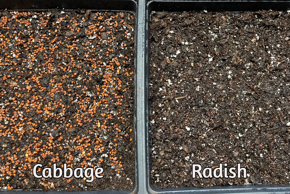 microgreens-radish-cabbage.jpg