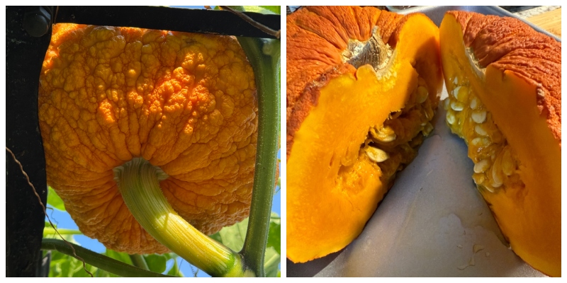 hivegarden-journal-squash (1).jpg