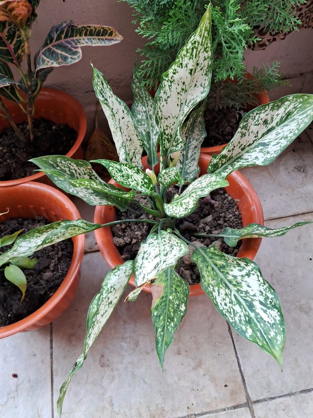 Aglaonema snow white plant 1.jpg