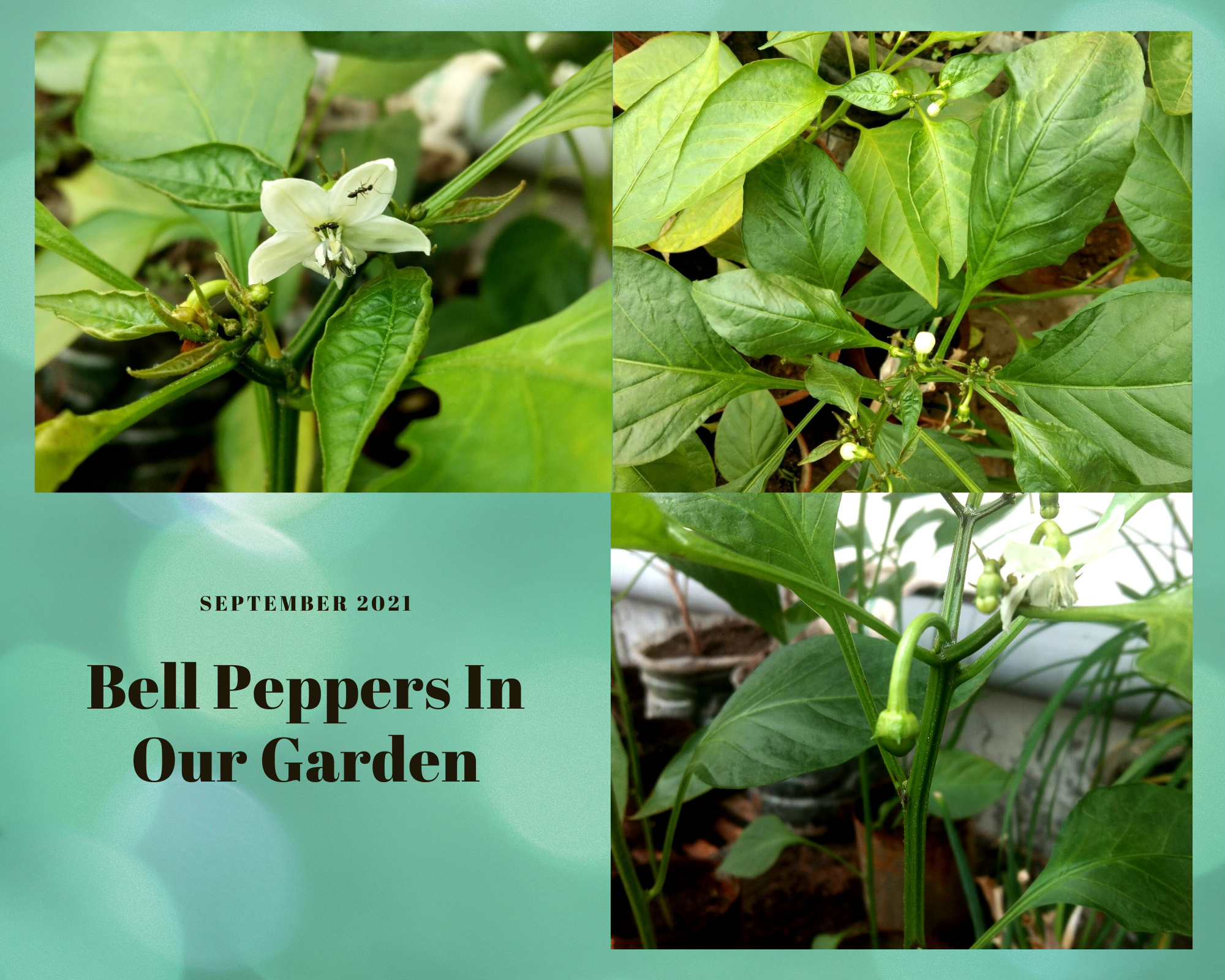 Bell Peppers In Our Garden.png