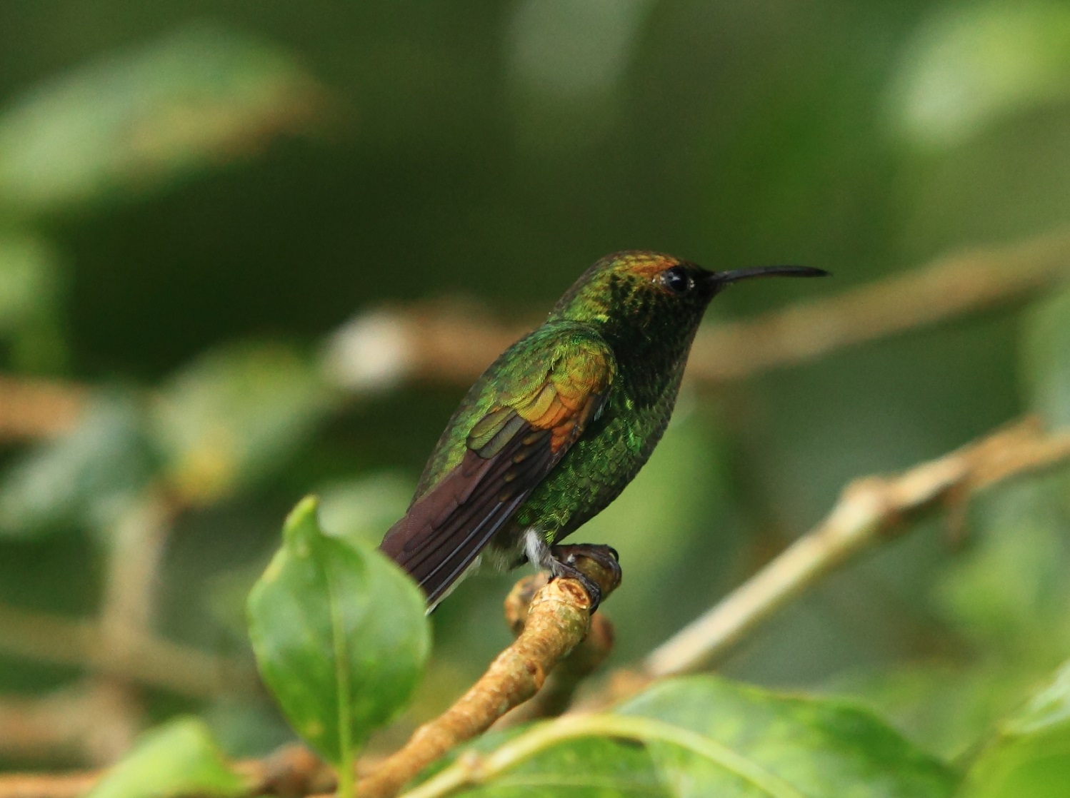 Coppery-headed Emerald 3.jpg