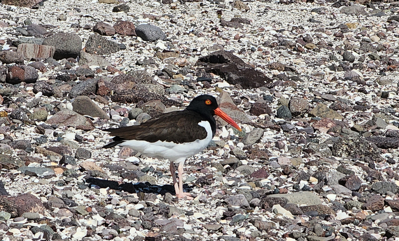 oystercatcher-002.jpg