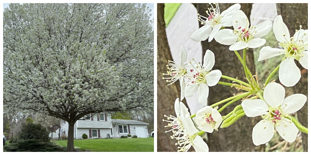 hivegarden-bradford-pear.jpg