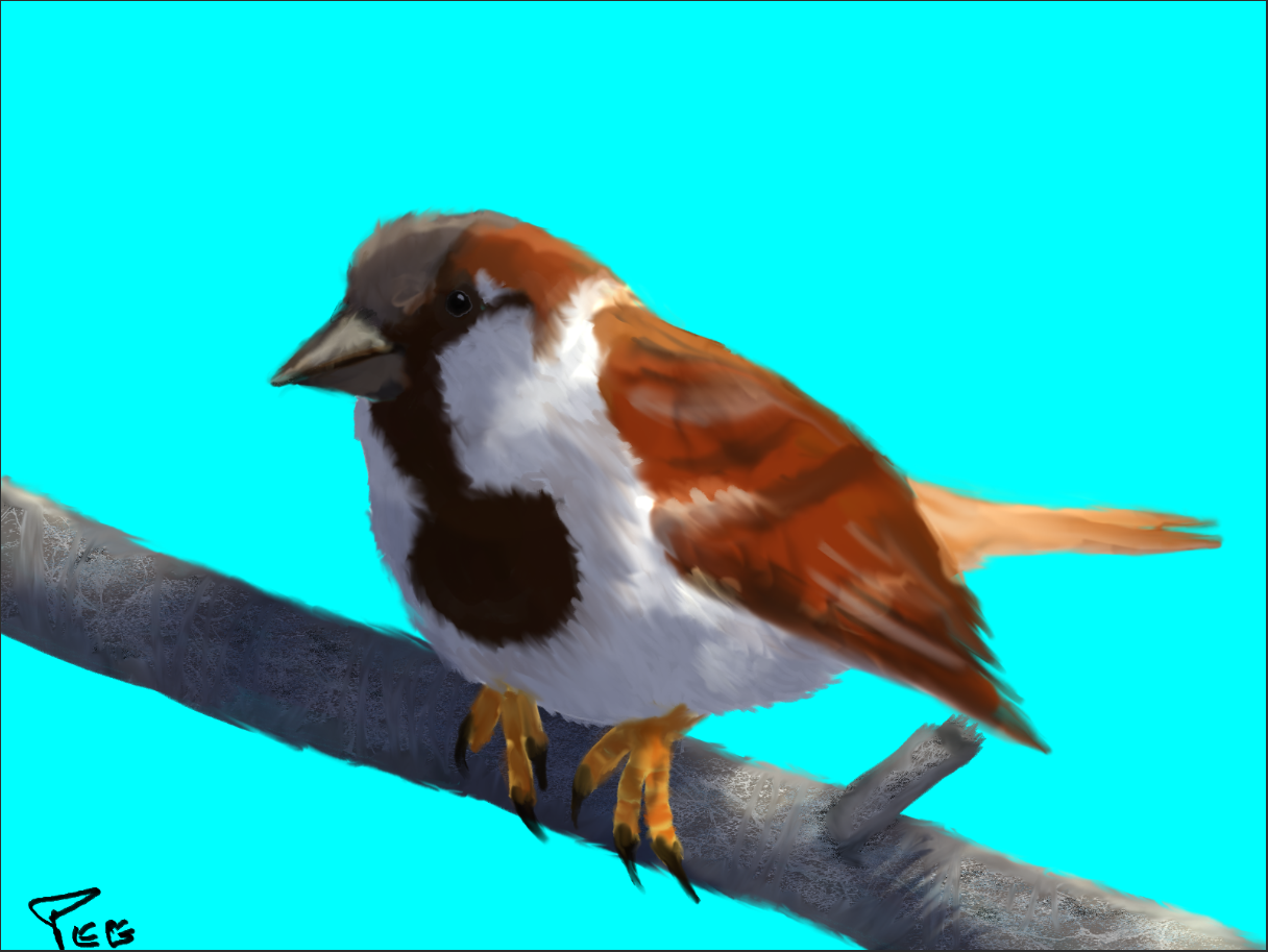 moineau1.PNG