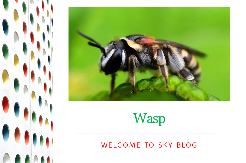 wasp0.PNG