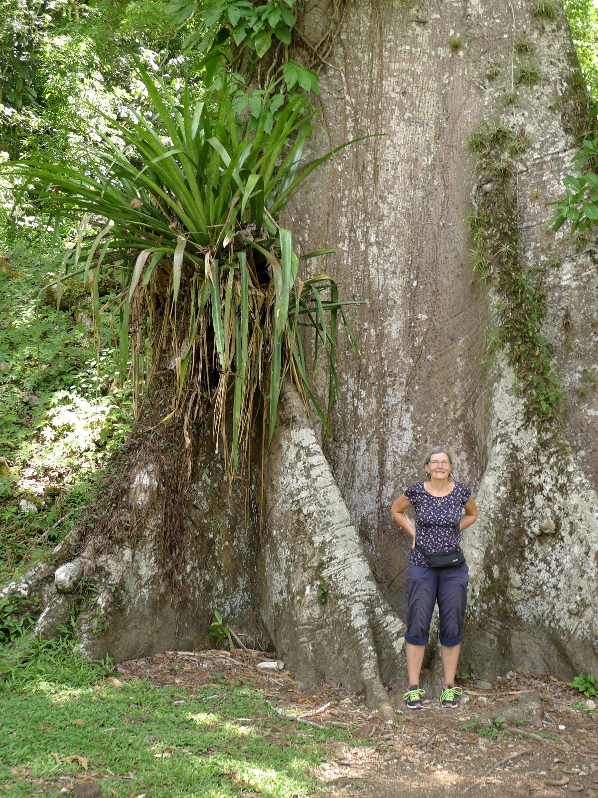 mexiko chiapas maya yaxchilan gran plaza akropolis baumriese ceiba