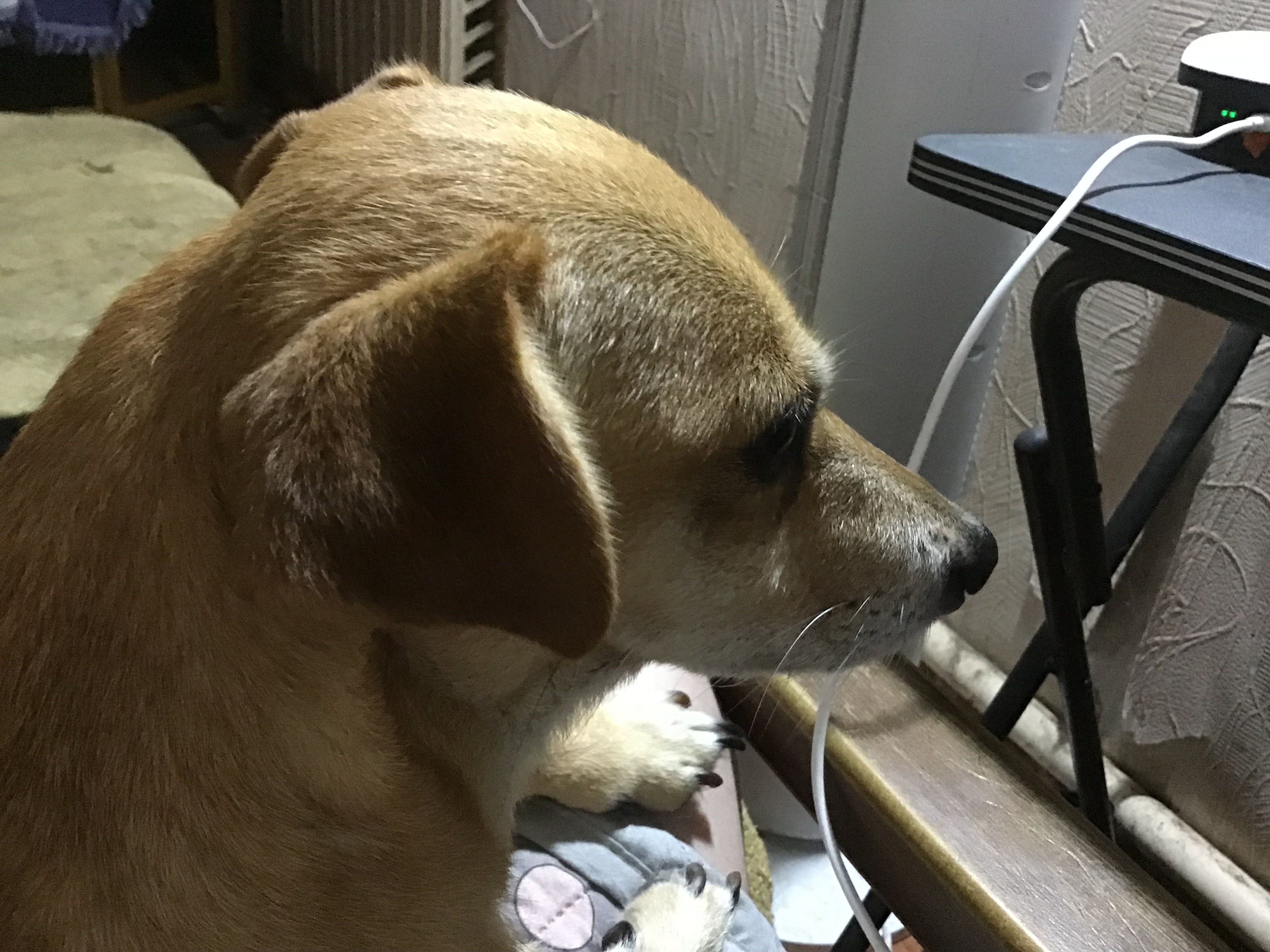 IMG_0594.jpeg