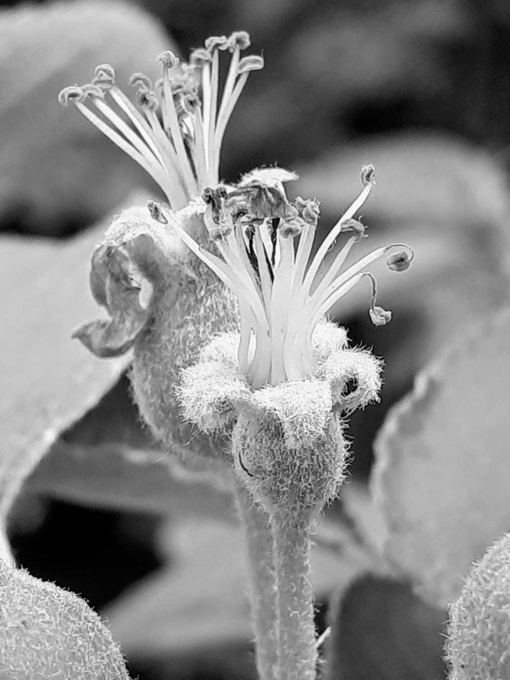 20250427_124029_bw.jpg