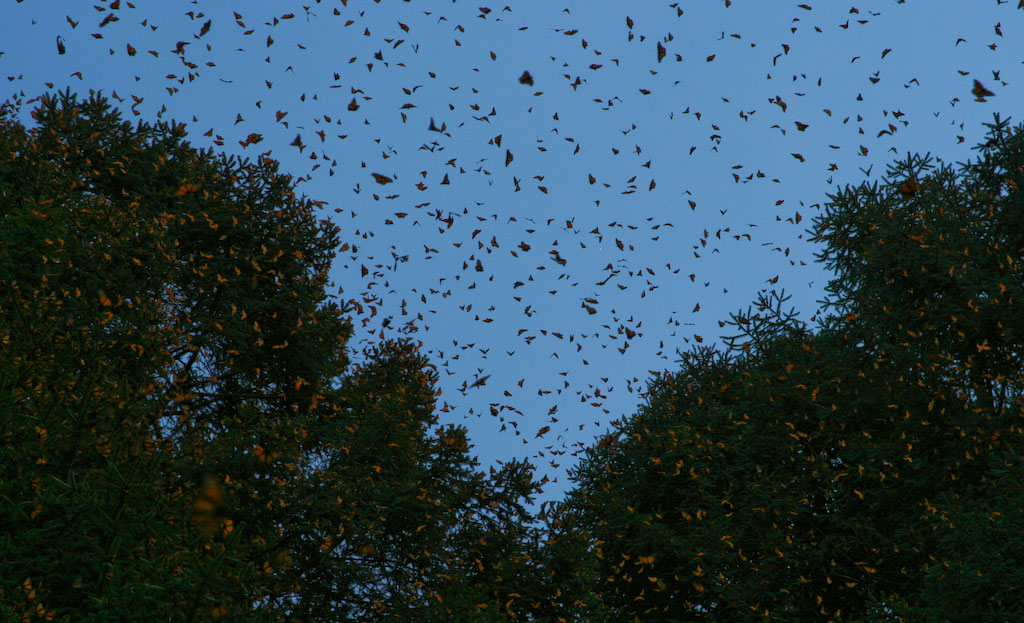 Santuario_de_la_mariposa_Monarca_(3306149059).jpg