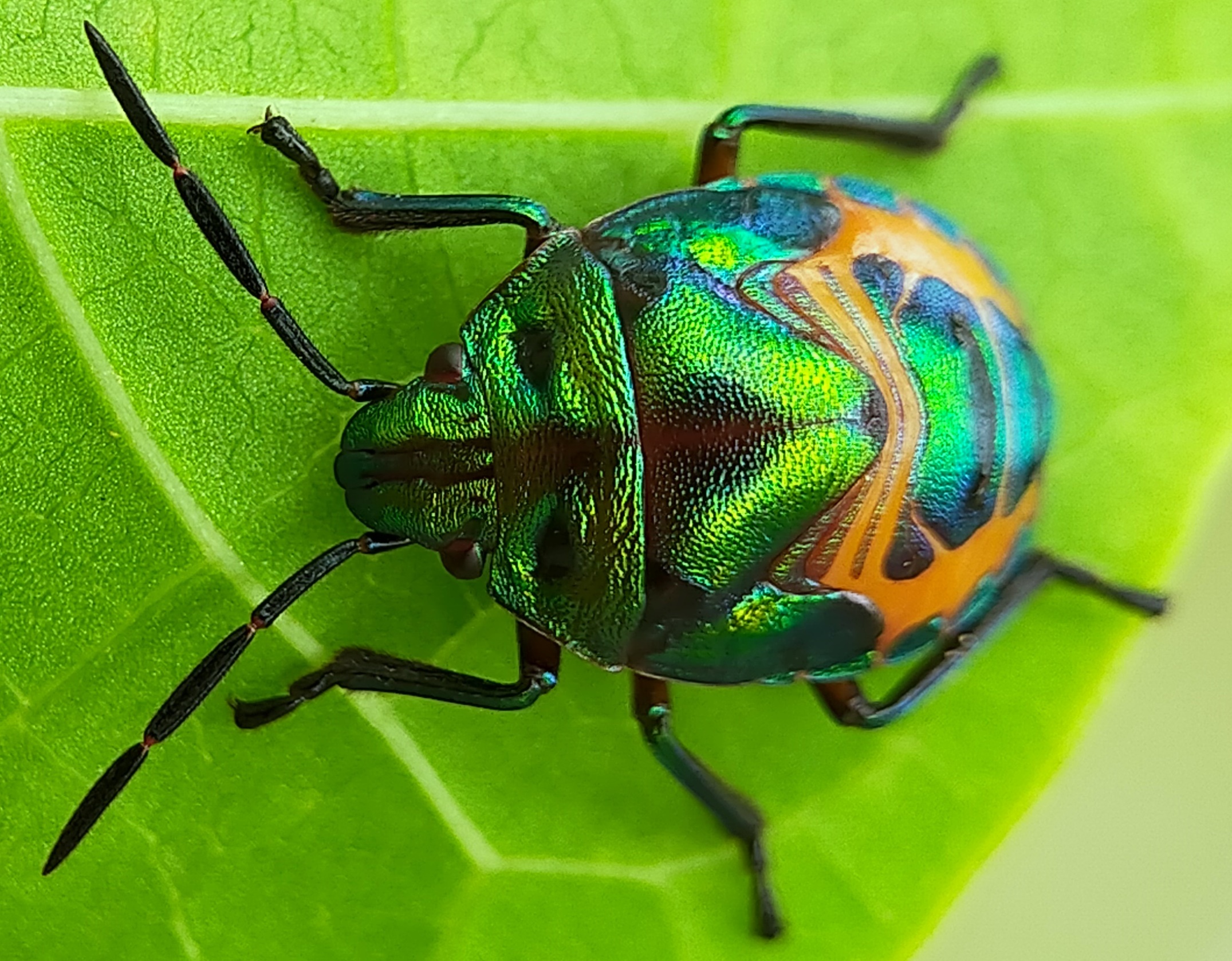 Jewel bugs (52).jpg