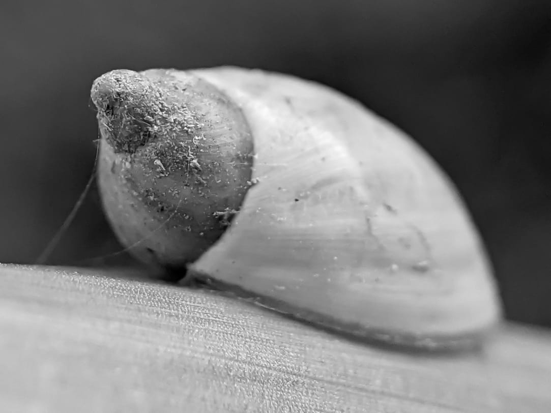 B&W snail (18).jpeg