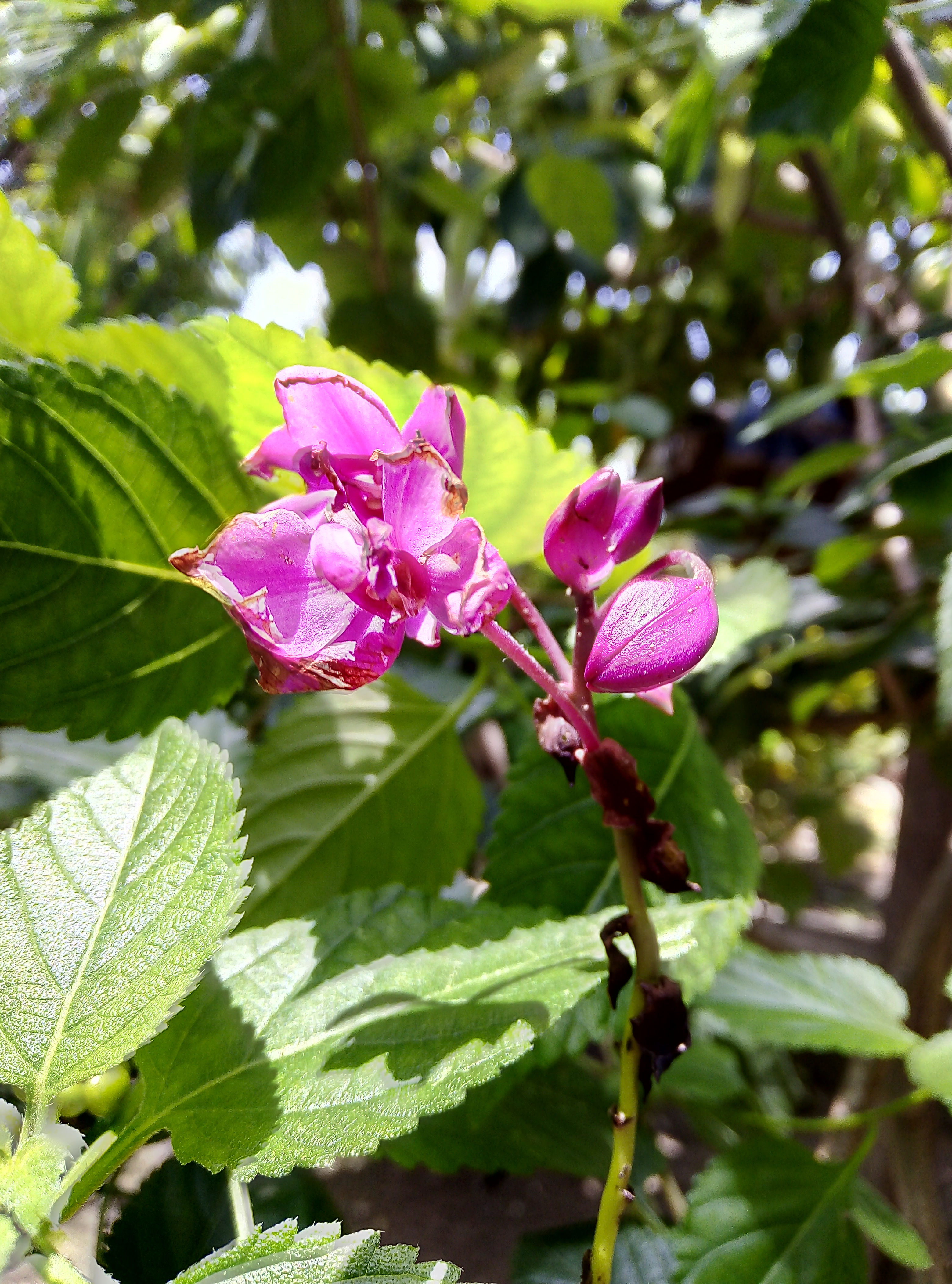 ORQUIDEA SILVESTRE.jpg