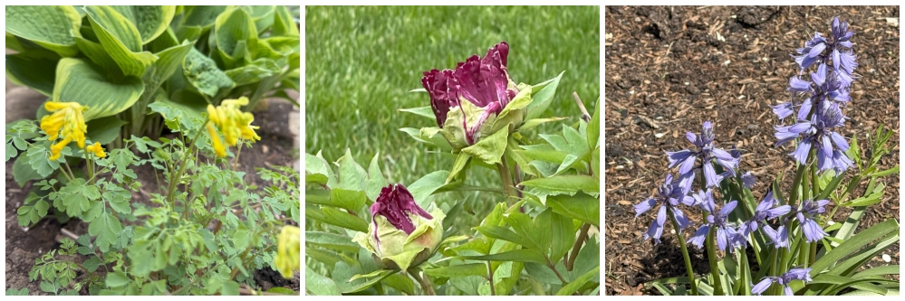 hivegarden-plants.jpg