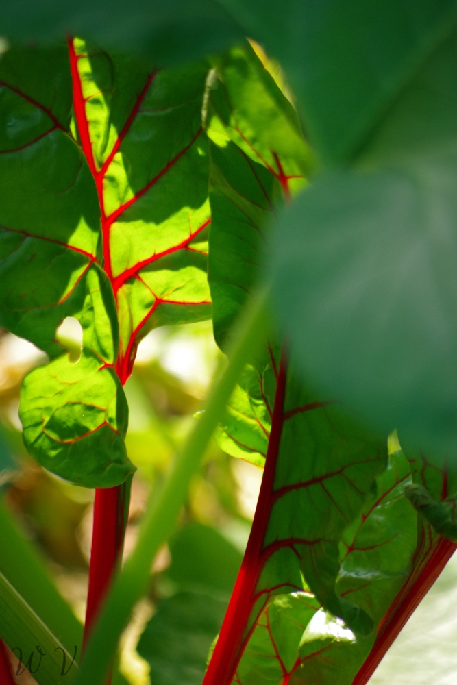 garden-chard-sunscape.jpg