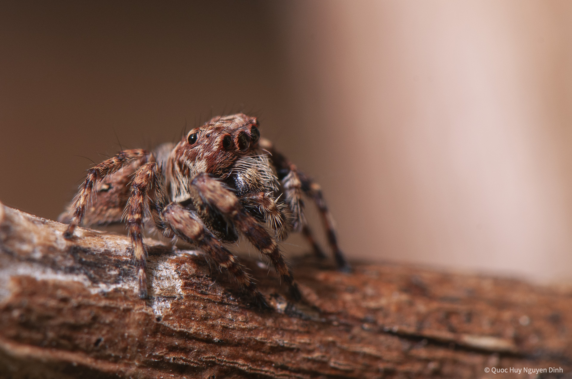 Jumping Spider - Servaea sp-3.jpg