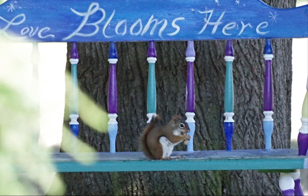 red squirrel bench.jpg