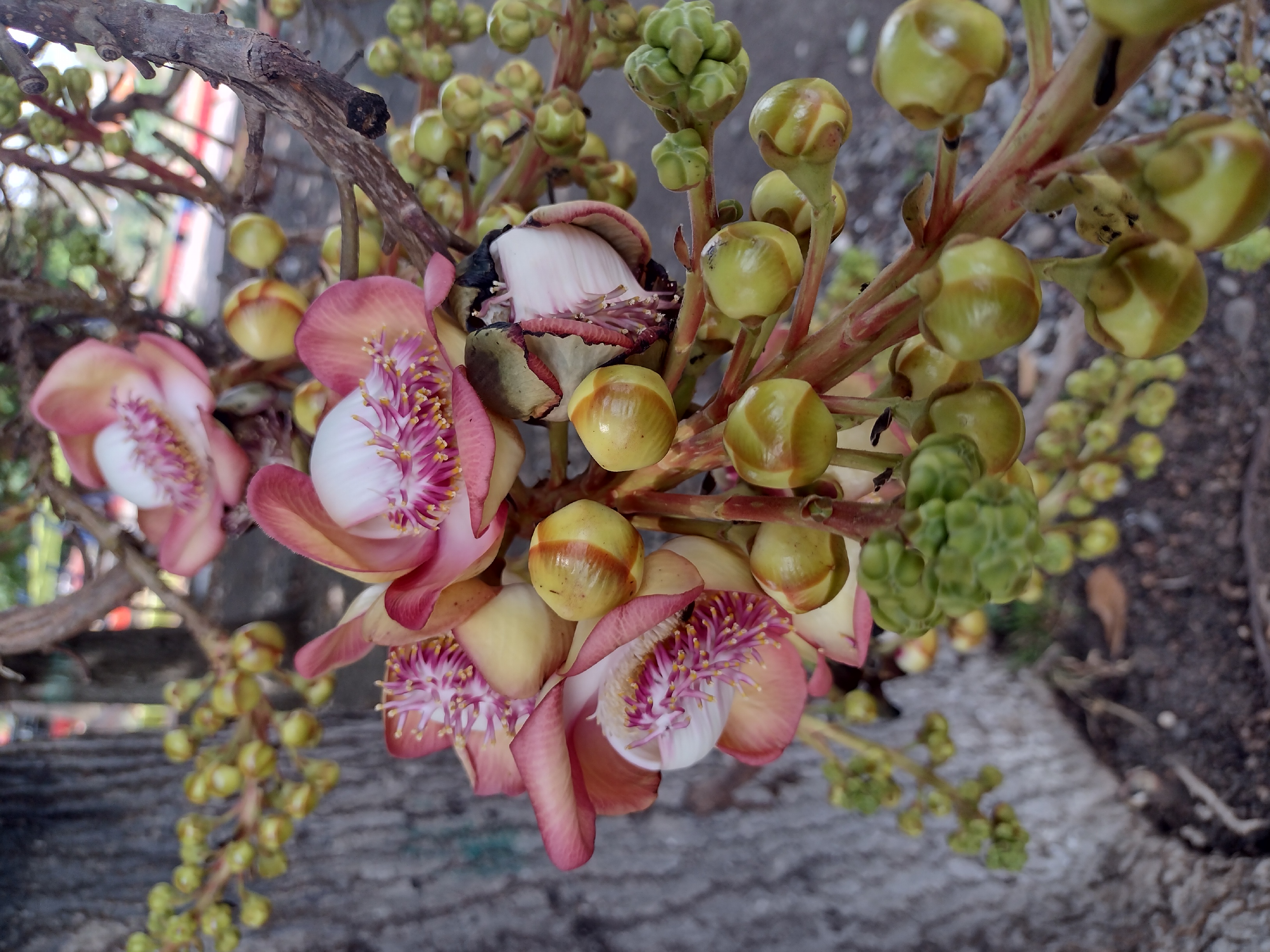 IMG_20230207_115251185_HDR.jpg