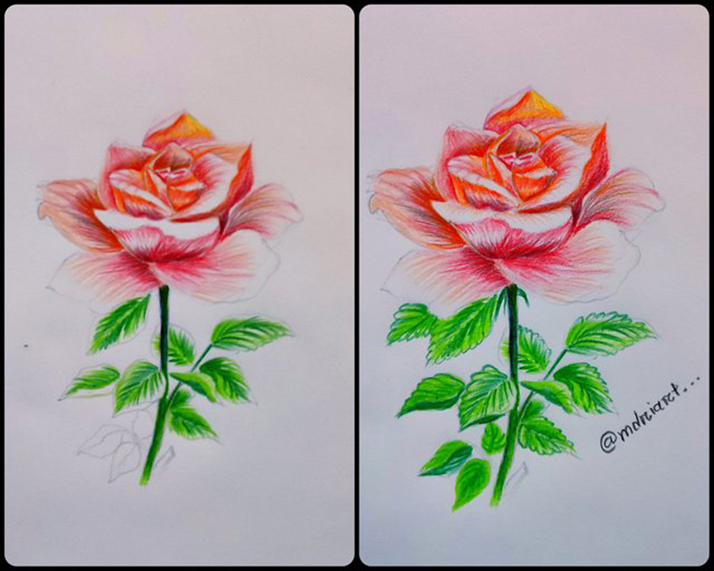 Rose Drawing: How To Draw a ROSE with Colored Pencils | Pencil Colour  Drawing Tutorial - YouTube