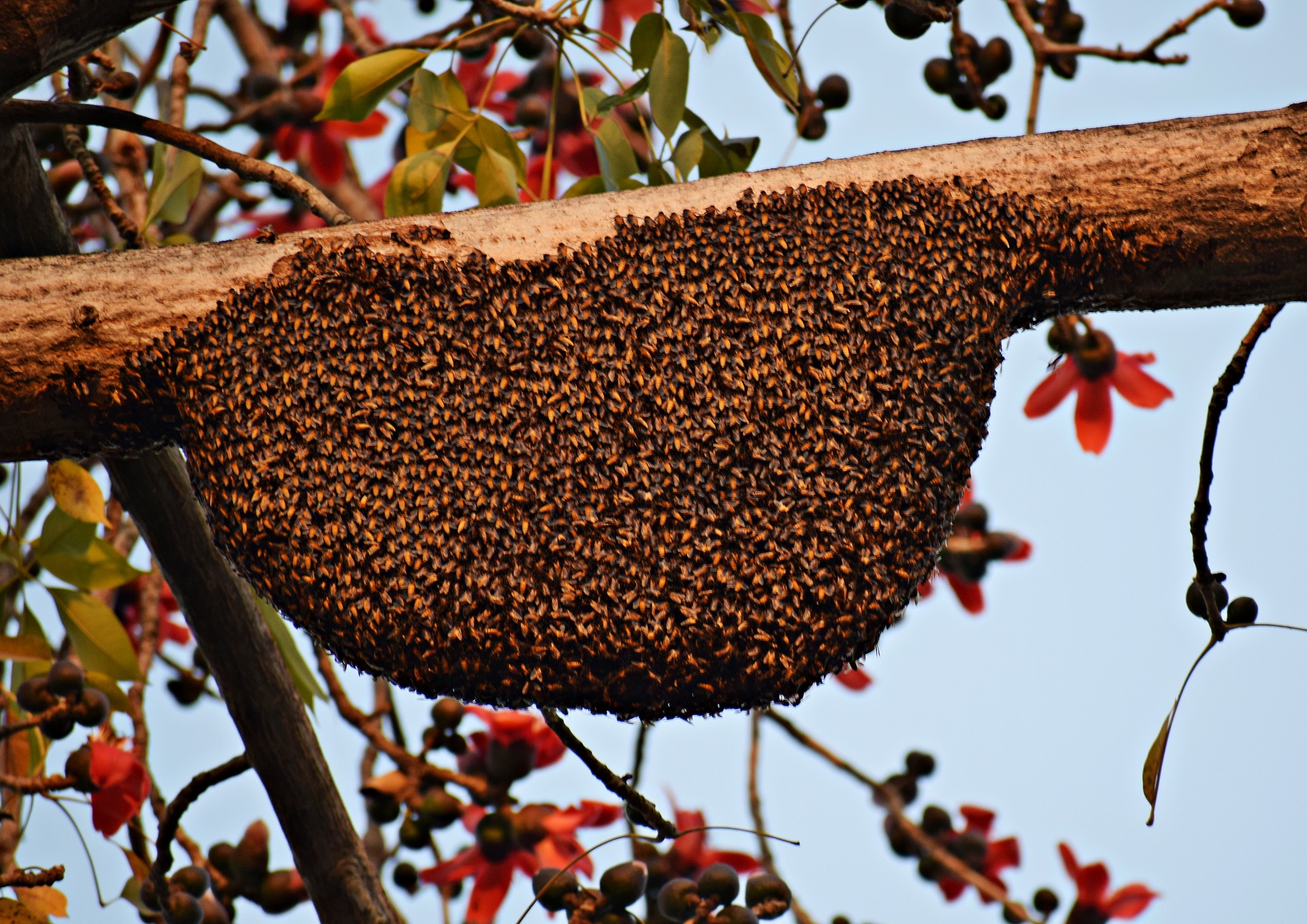 honeybees-4013742_1920.jpg