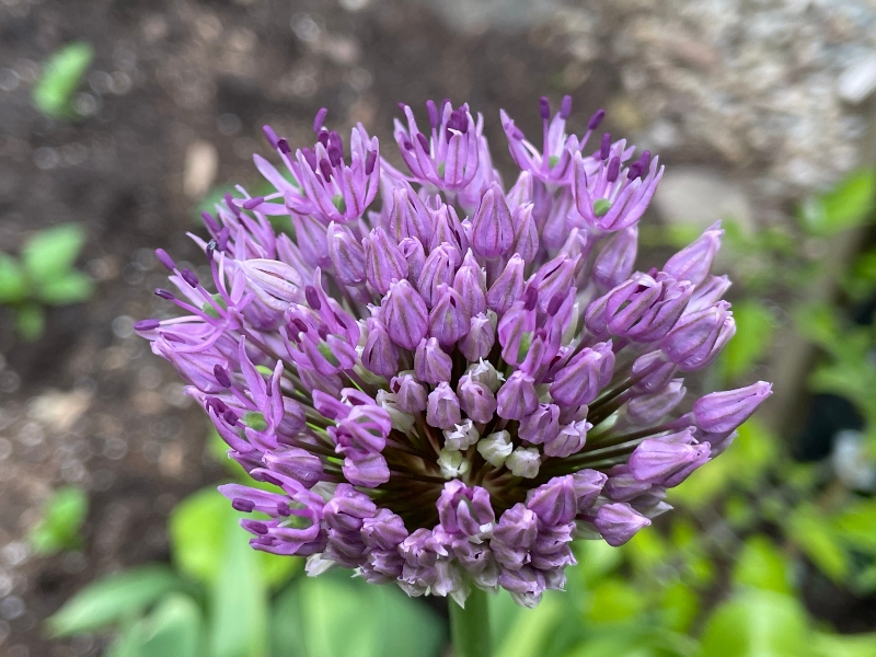 hivegarden- flowers-allium-1.jpg