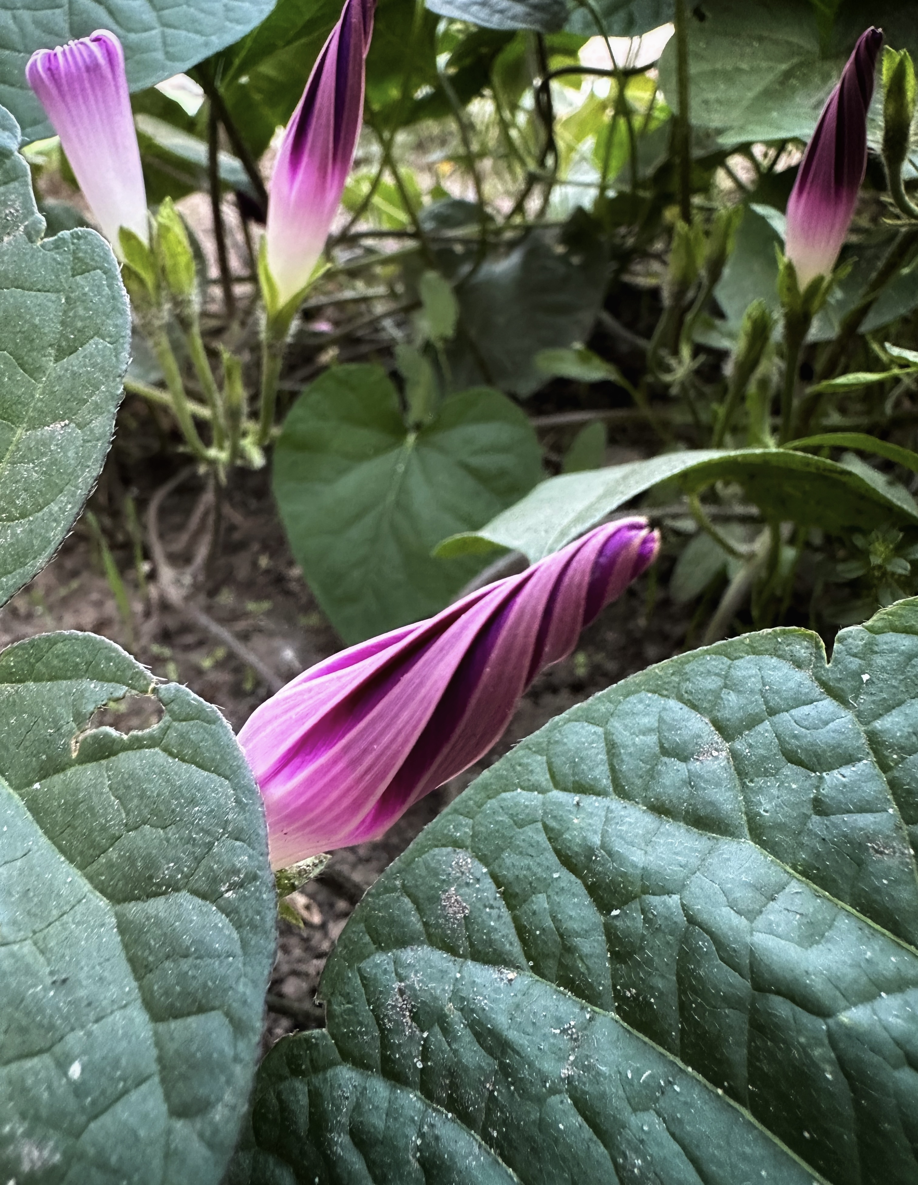 IMG_5327.jpeg