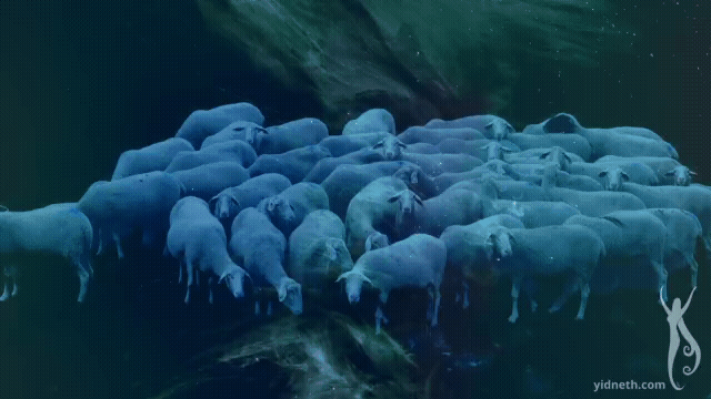 And Dream of  Sheep (4).gif