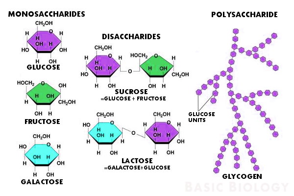 carbohydrate.jpg