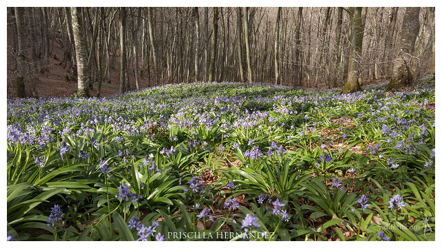 woodhyacinths -640- by Priscilla Hernandez.jpg