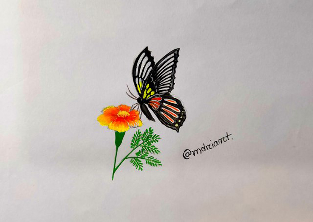 Butterfly on Flower Drawing by Jay Johnston - Fine Art America