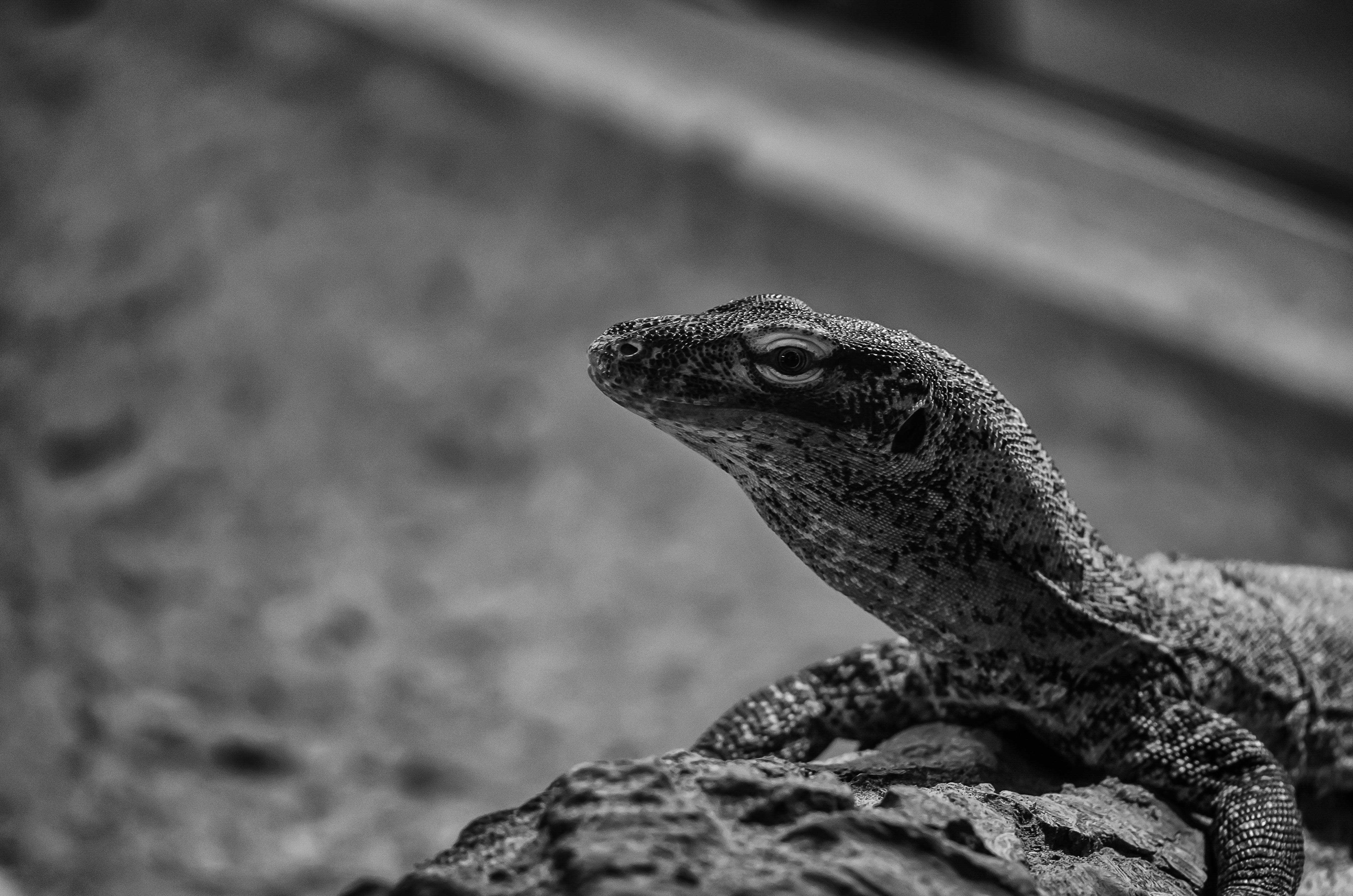 DSC_4606-Edit.JPG