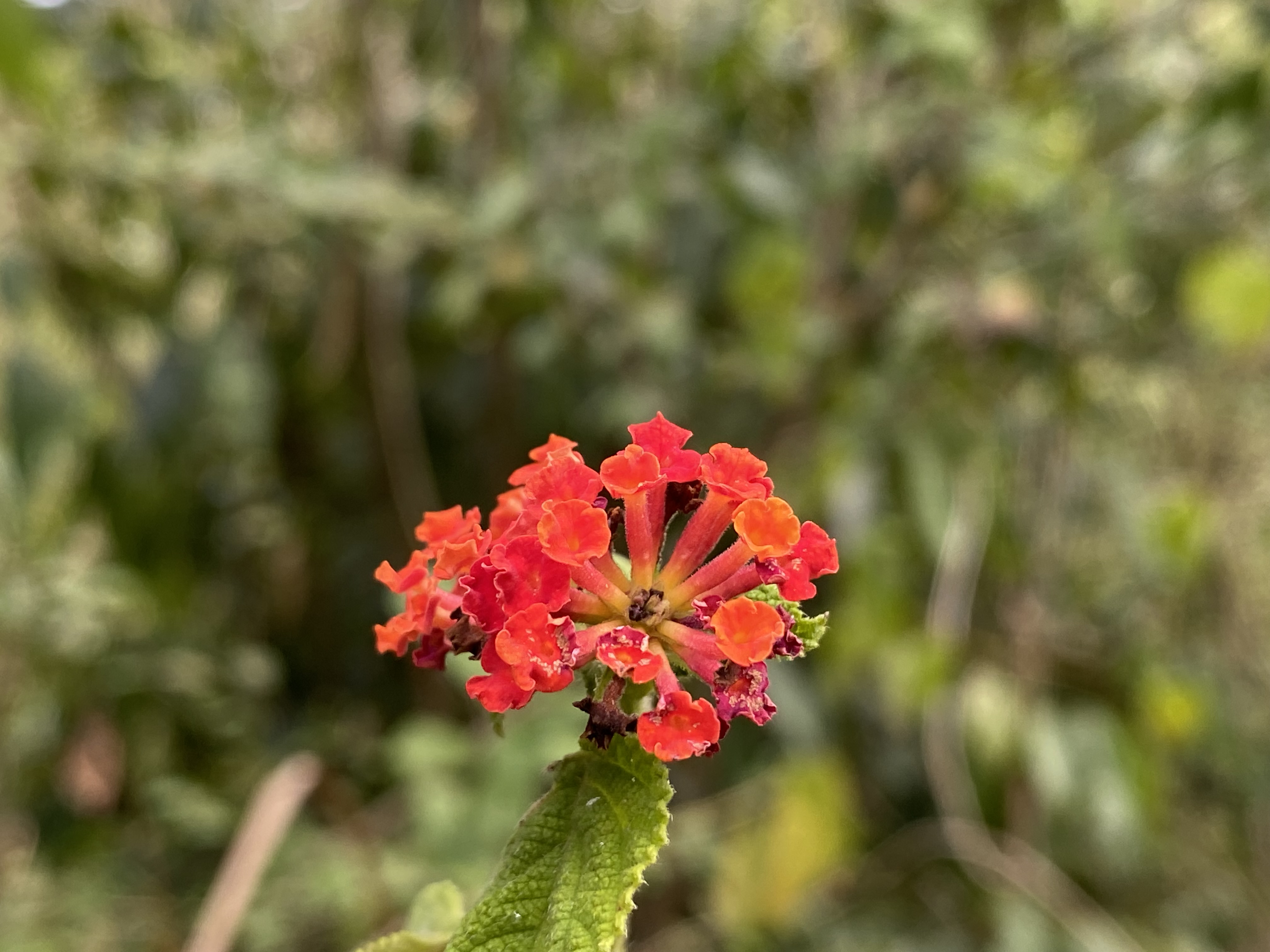 IMG_9327.jpeg