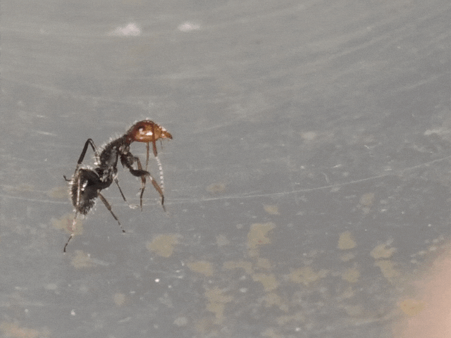 Video ácaro (1).gif