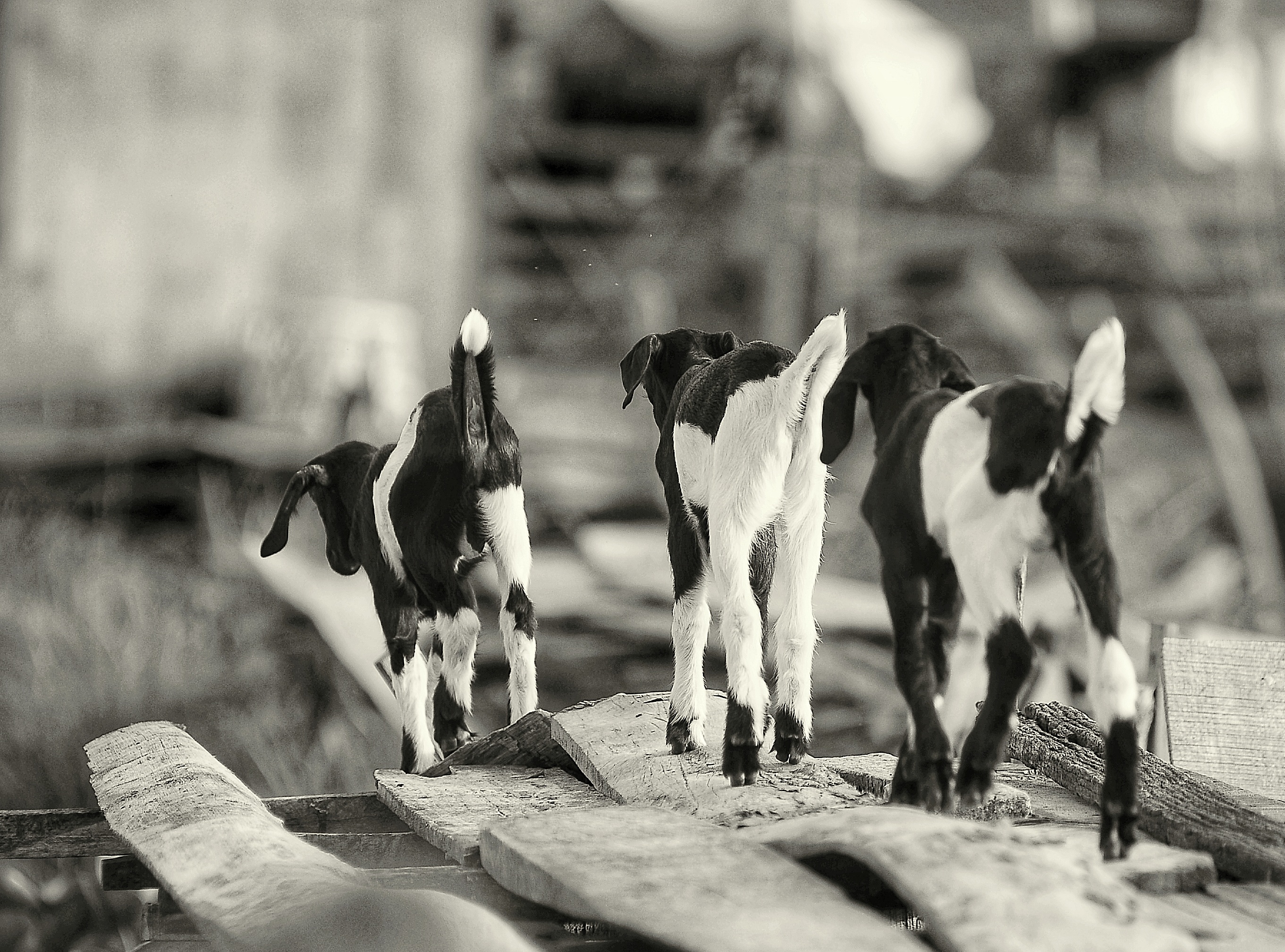 DSC_1486-01.jpeg