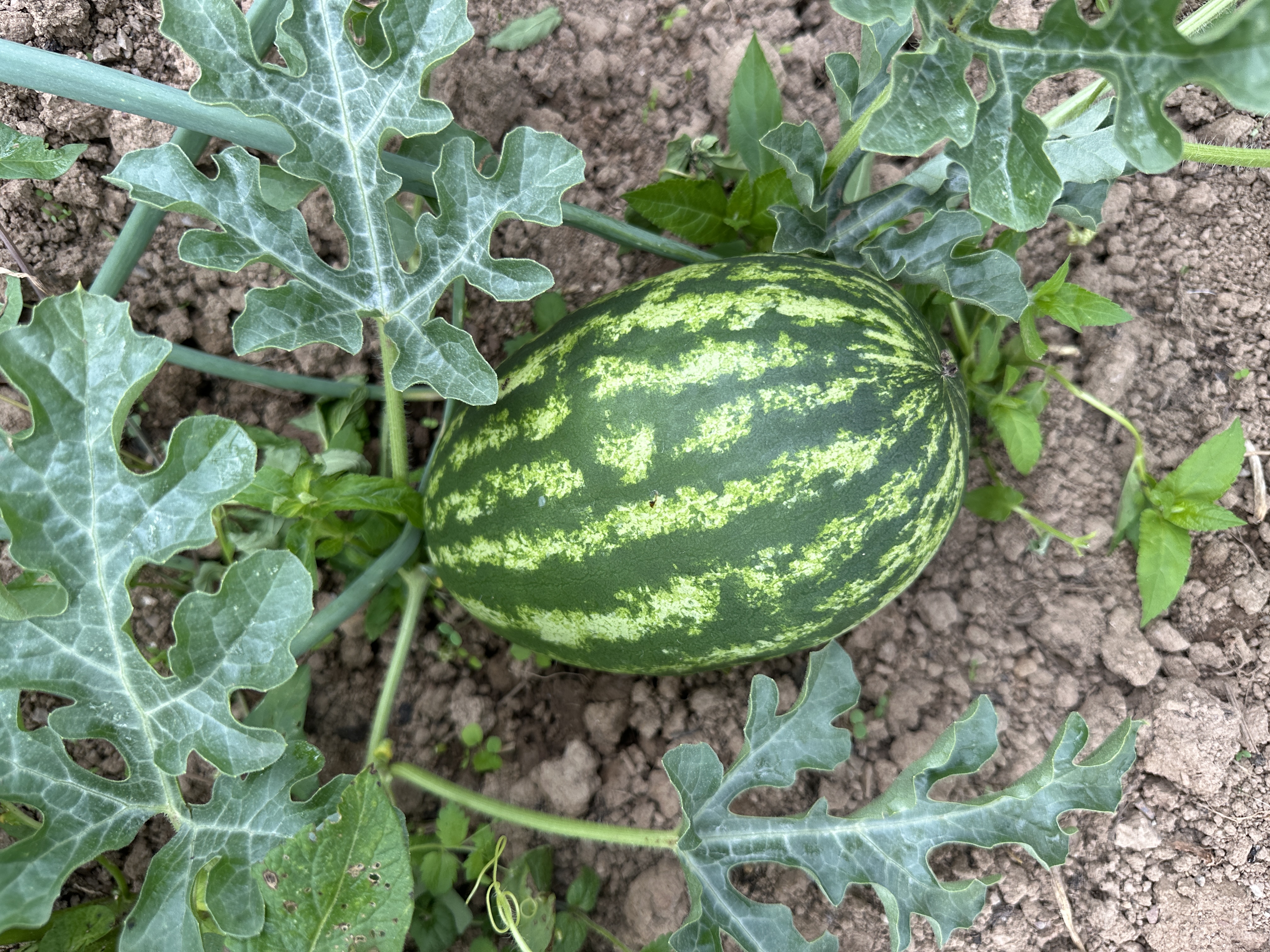 🌱 Garden Update: Full Bloom & First Bites  🍉