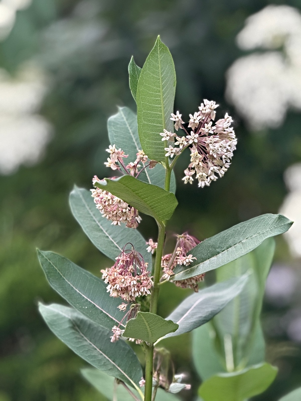 hivegarden-milkweed.jpg