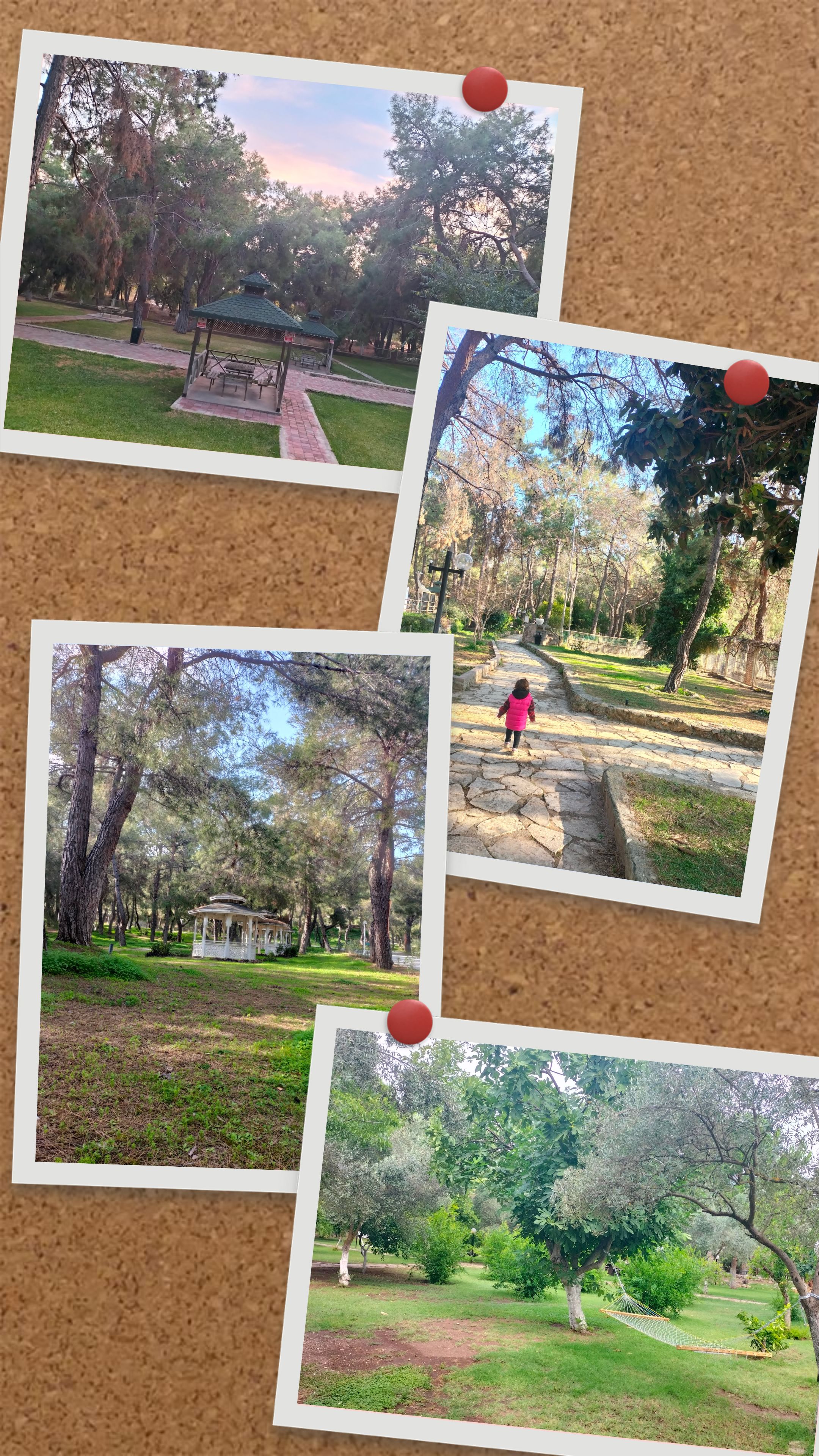 IMG20241115174032-COLLAGE.jpg
